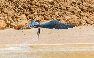 Frigate Birds drinking 7DII_AS_151213_1441.jpg