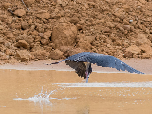 Christmas Island 7DII_AS_151213_1478.jpg