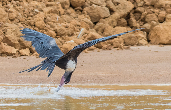 Frigate Birds drinking 7DII_AS_151213_1538.jpg