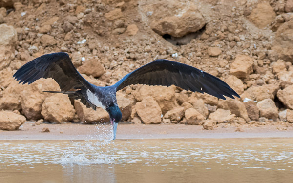 Christmas Island 7DII_AS_151213_1579.jpg