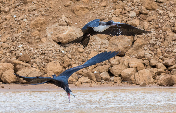 Christmas Island 7DII_AS_151213_1695.jpg