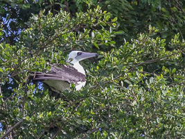 Abbott's Booby 7DII_AS_151213_1737.jpg