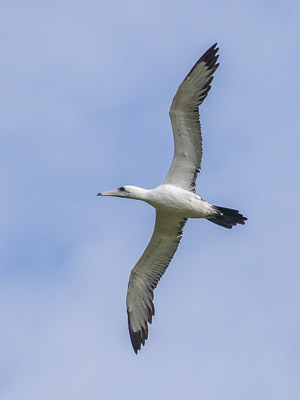 Abbott's Booby 7DII_AS_151213_1752.jpg