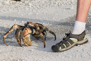Coconut Crab (Robber Crab) 7DII_AS_151213_1780.jpg