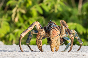 Coconut Crab (Robber Crab) 7DII_AS_151213_1789.jpg