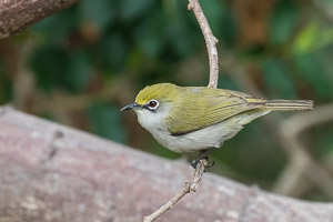 Christmas Whiteeye 7DII_AS_151214_1839.jpg