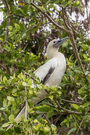 Red-Footed Booby 7DII_AS_151214_1870.jpg
