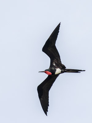 Christmas Frigatebird 7DII_AS_151214_1942.jpg
