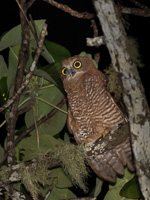 Christmas Boobook 7DII_AS_151215_2181.jpg