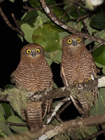 Christmas Boobook 7DII_AS_151215_2206.jpg