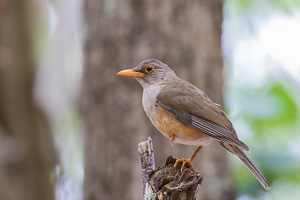 Island Thrush 7DII_AS_151215_2231.jpg