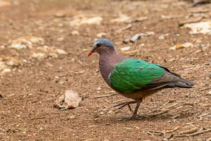 Emerald Dove 7DII_AS_151215_2281.jpg