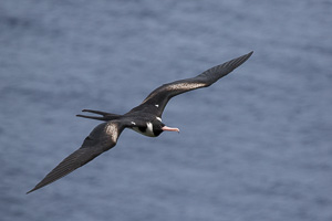 Christmas Frigatebird 7DII_AS_151215_2334.jpg