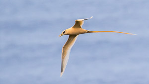 White-tailed Tropic Bird (Golden Bosunbird) 7DII_AS_151215_2426.jpg