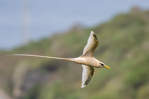 White-tailed Tropic Bird (Golden Bosunbird) 7DII_AS_151215_2444.jpg