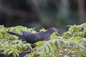 Christmas Imperial Pigeon 7DII_AS_151215_2574.jpg