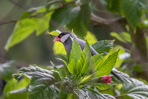 Java Sparrow 7DII_AS_151216_2681.jpg