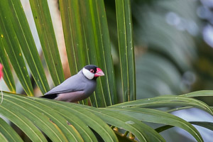 Java Sparrow 7DII_AS_151216_2743.jpg