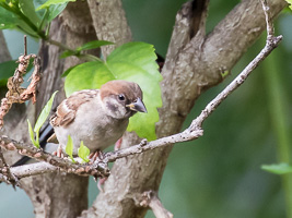 Tree Sparrow 7DII_AS_151216_2750.jpg