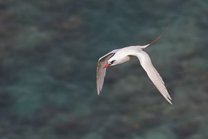 Red-tailed Tropicbird 7DII_AS_151216_2848.jpg