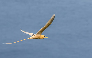 Golden Bosunbird 7DII_AS_151216_2888.jpg