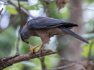 Brown Goshawk 7DII_AS_151216_2972.jpg