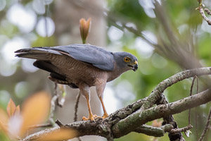 Brown Goshawk 7DII_AS_151216_2981.jpg