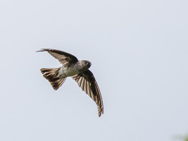 Glossy Swiftlet 7DII_AS_151217_3096.jpg