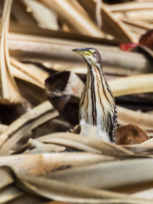 von Schrenck's Bittern 7DII_AS_151218_3270.jpg