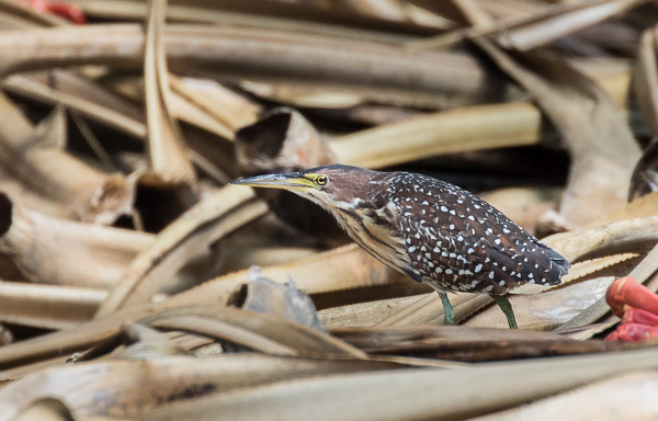 Christmas Island 7DII_AS_151218_3320.jpg