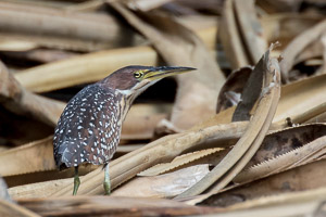 von Schrenck's Bittern 7DII_AS_151218_3328.jpg