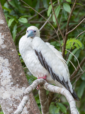 Red-Footed Booby 7DII_AS_151218_3402.jpg