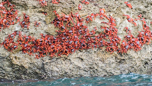 Red Crab migration 7DII_AS_151218_3501.jpg