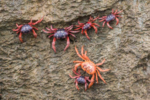 Red Crab migration 7DII_AS_151218_3503.jpg