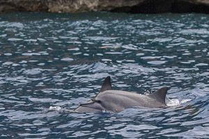 Spinner Dolphins 7DII_AS_151218_3595.jpg