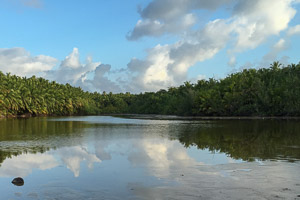 Swamp Phone-6S-Ali_151206_2214.jpg