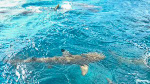 Phone-6S-Ali_151210_2325.jpg Phone-6S-Ali_151210_2325.jpg