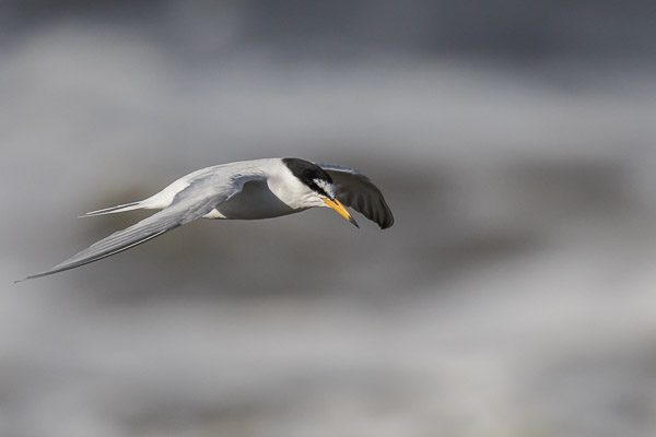 Easter 2017 5DIV_AS_170411_9167.jpg