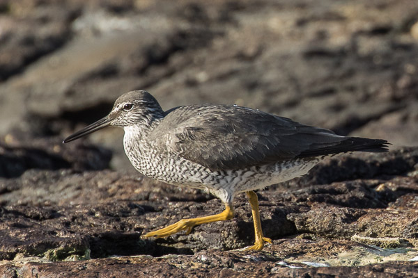 Wandering Tattler 5DIV_AS_170411_9211.jpg