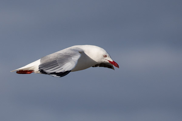 Silver Gull 5DIV_AS_170411_9219.jpg