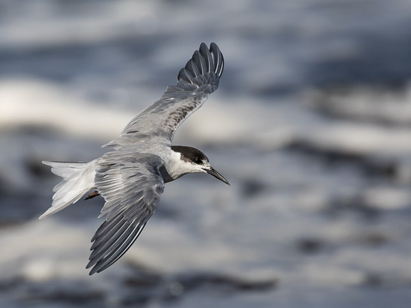 Easter 2017 5DIV_AS_170411_9228.jpg