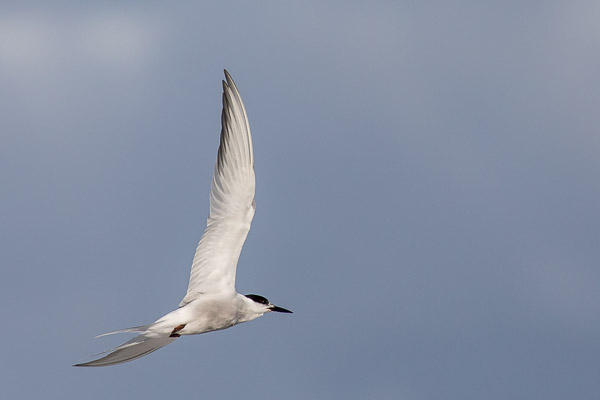 Easter 2017 5DIV_AS_170411_9262.jpg