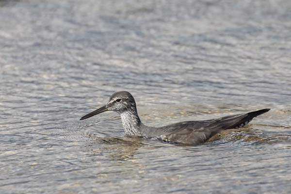 Wandering Tattler 5DIV_AS_170412_9449.jpg