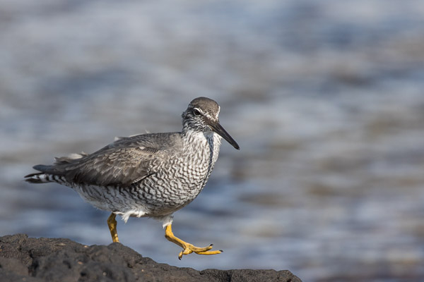 Wandering Tattler 5DIV_AS_170412_9696.jpg