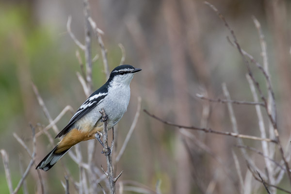 Varied Triller 5DIV_AS_170412_9777.jpg