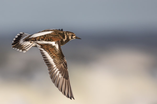 Easter 2017 5DIV_AS_170413_9891.jpg