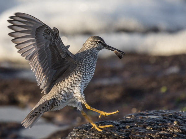 Easter 2017 5DIV_AS_170413_9960.jpg