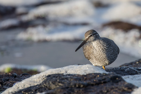 Wandering Tattler 5DIV_AS_170413_9985.jpg