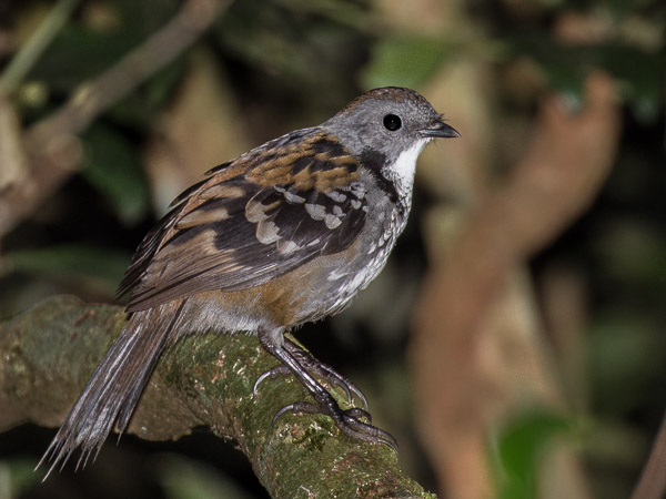 O’Reilly’s 5DIV_AS_170415_0218.jpg