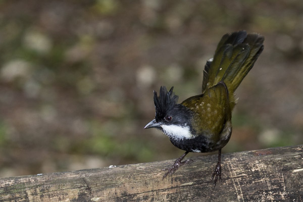 Eastern Whipbird 5DIV_AS_170415_0253.jpg